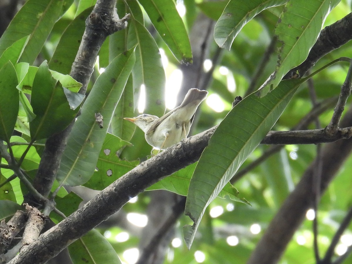 コムシクイ - ML647169966