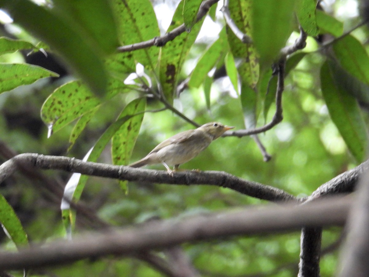 コムシクイ - ML647169967