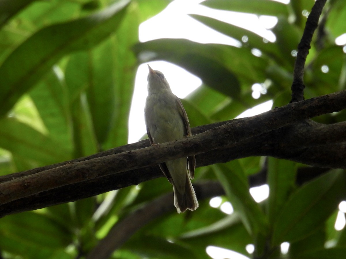 コムシクイ - ML647169968