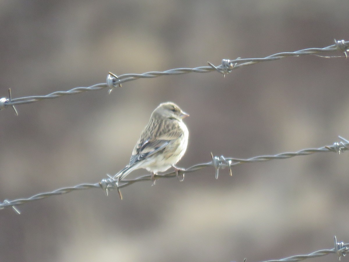 ムネアカヒワ - ML647169969