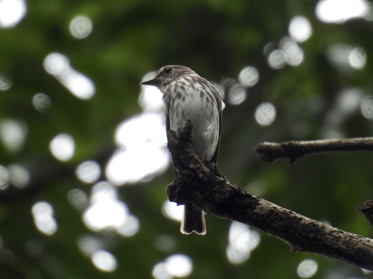 エゾビタキ - ML647169970