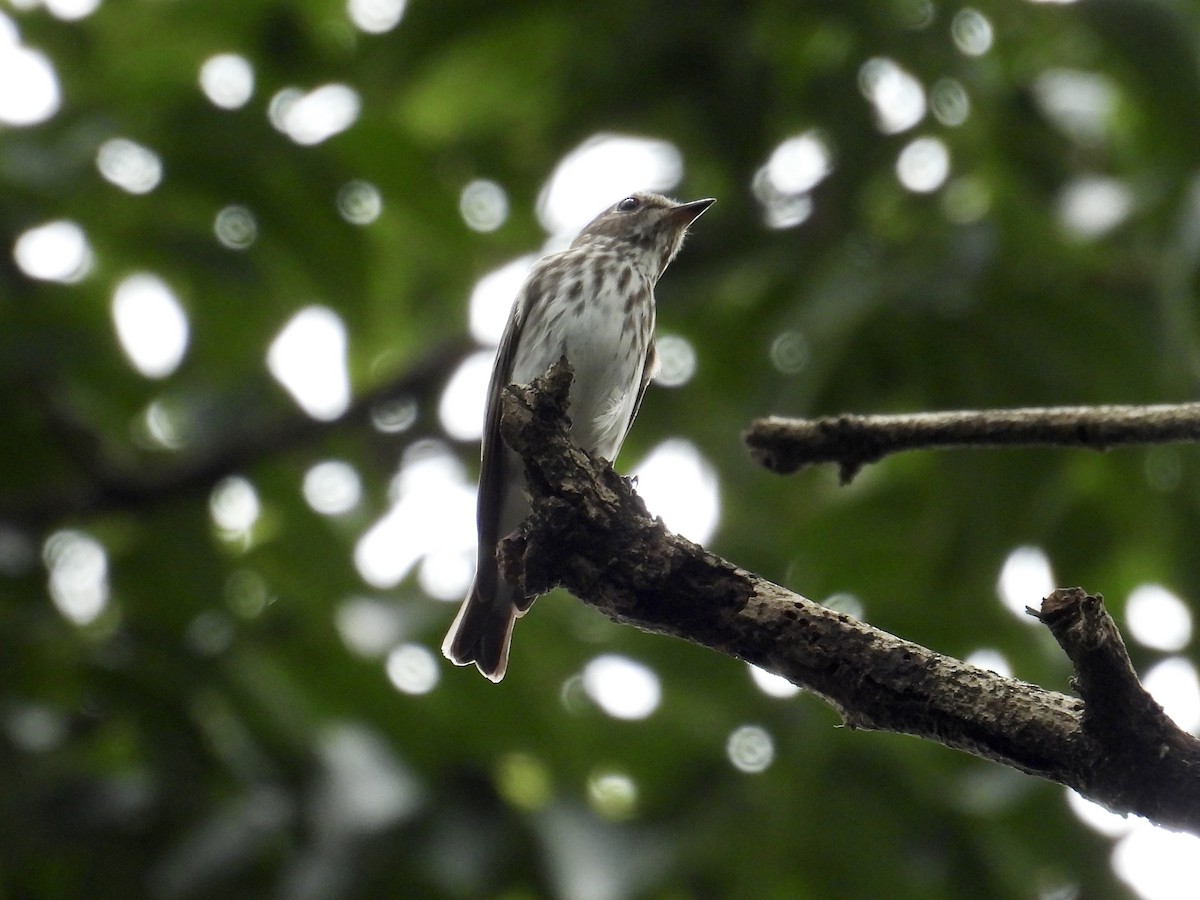 エゾビタキ - ML647169971