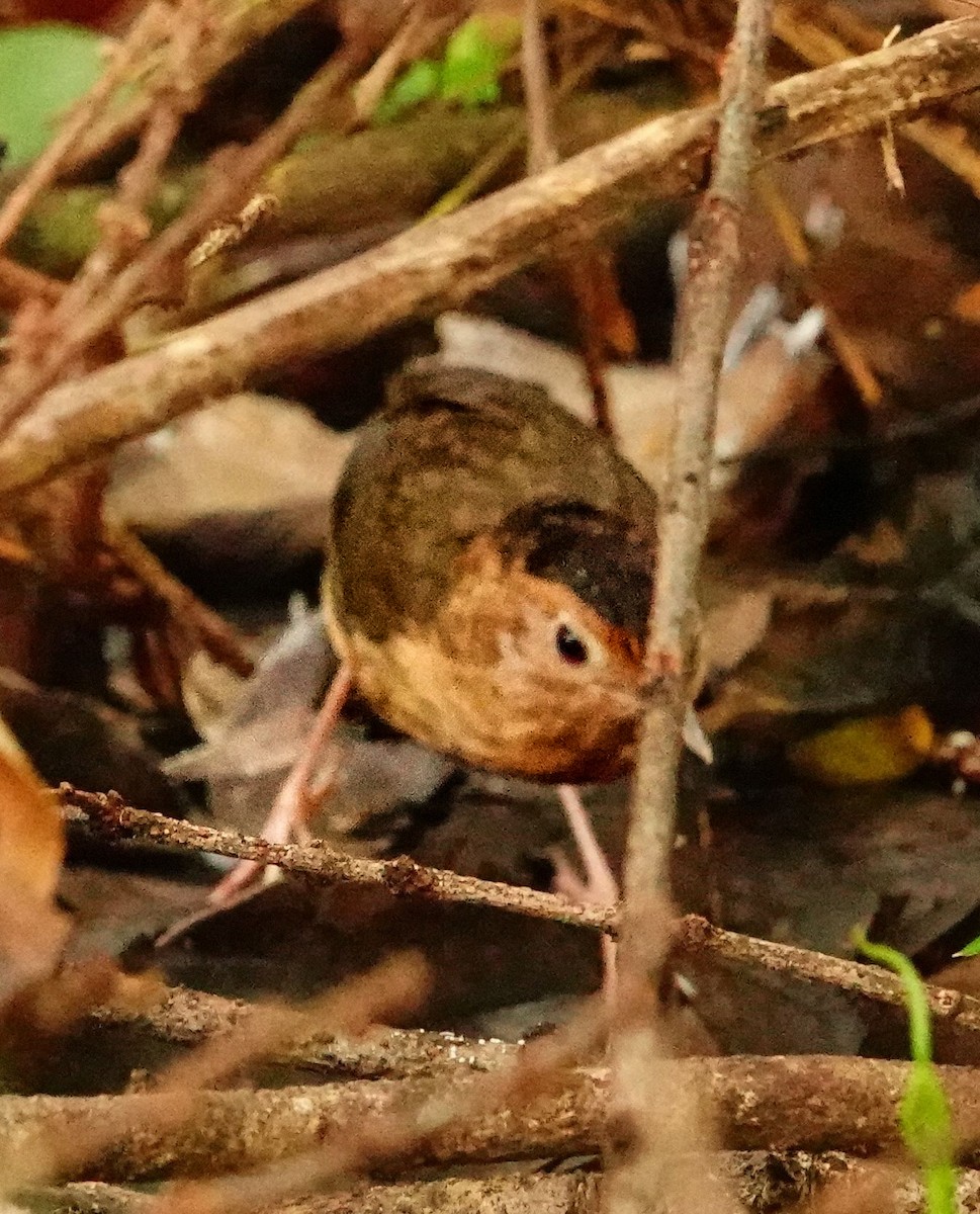 ズグロインドチメドリ - ML647169972