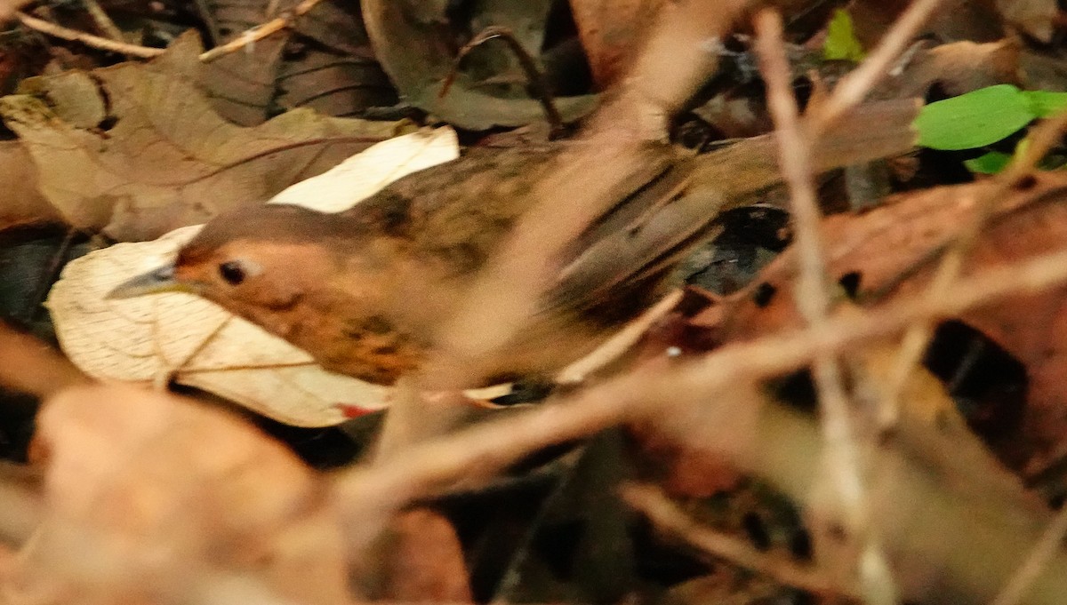 Куртник чорнолобий - ML647169973