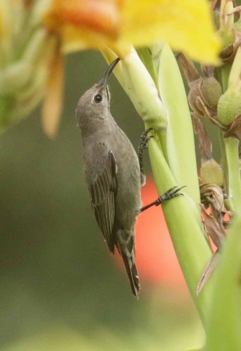 Arabian Sunbird - ML647169974