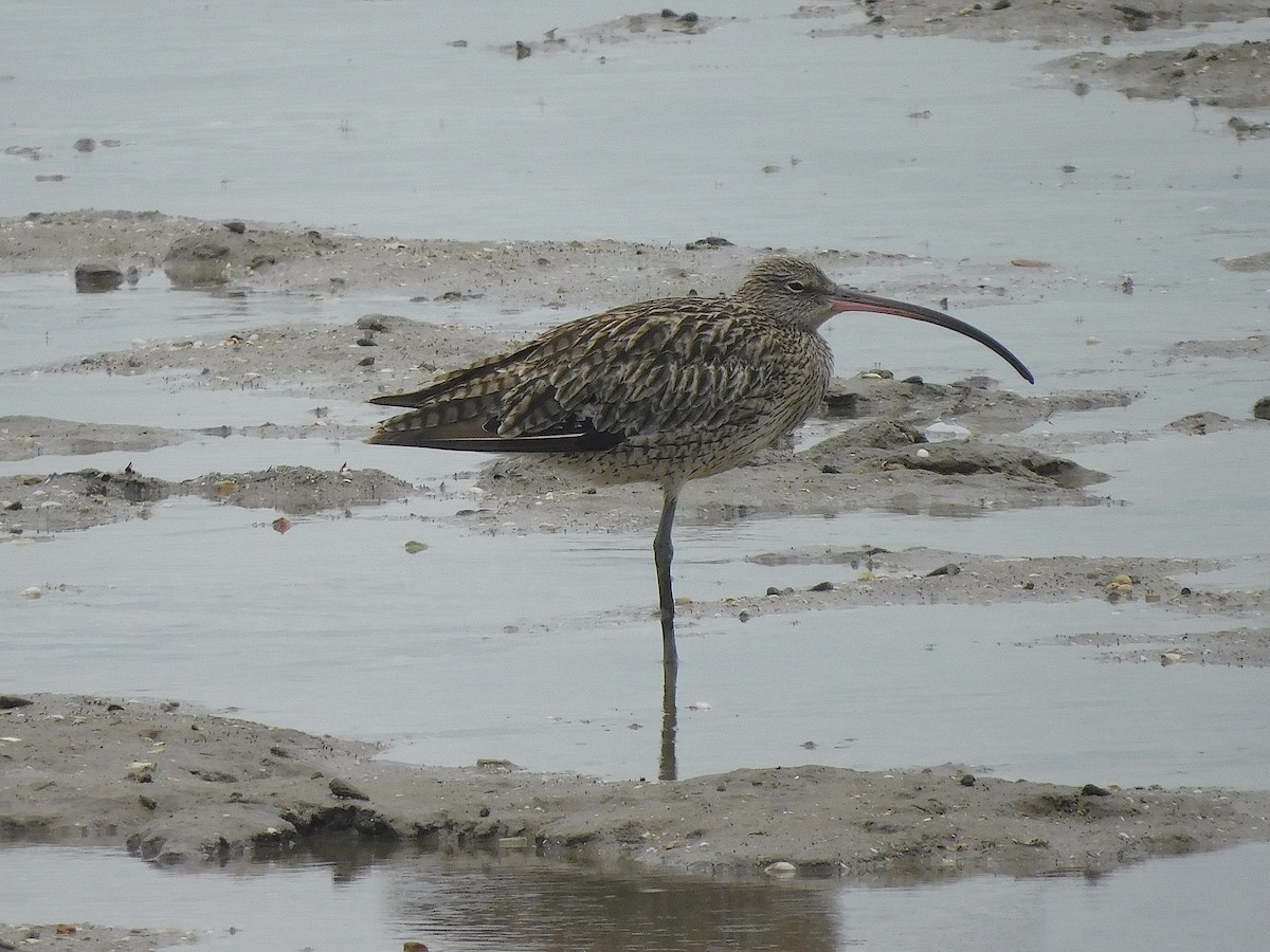 חרמשון מזרח רחוק - ML647169975