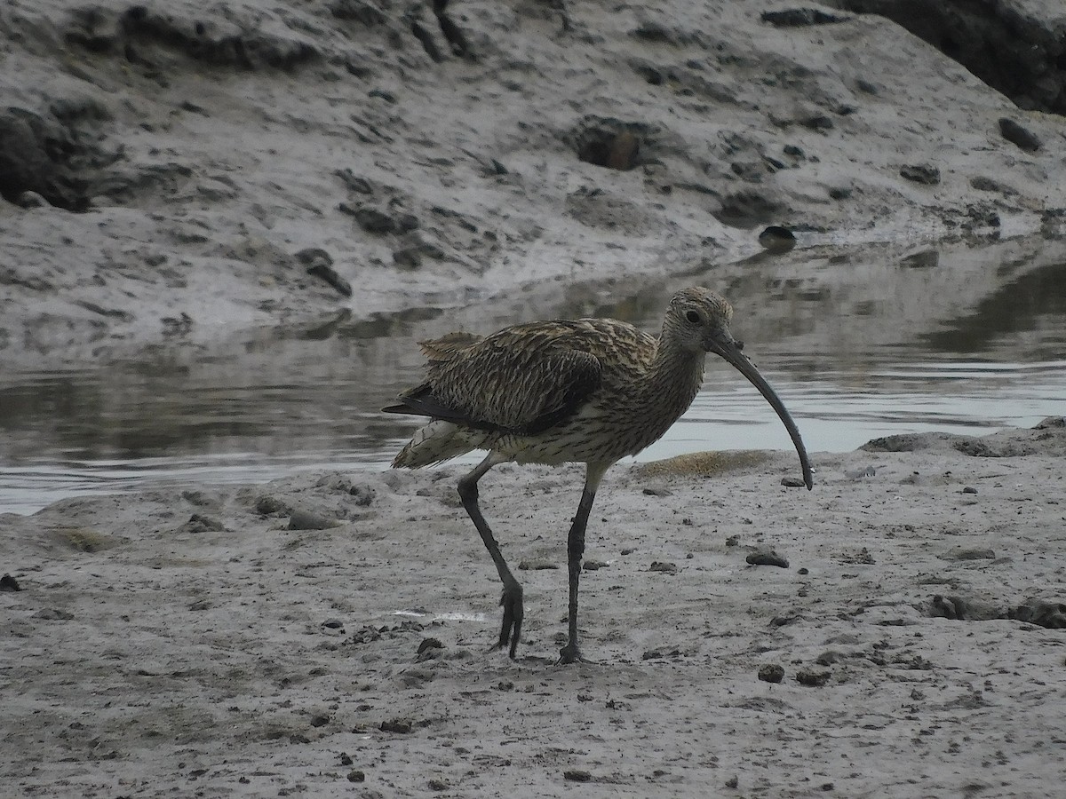 חרמשון מזרח רחוק - ML647169977