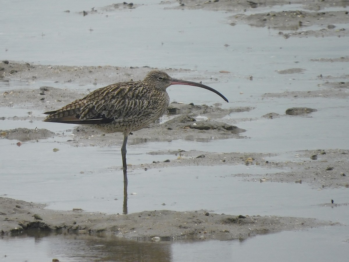 חרמשון מזרח רחוק - ML647169978