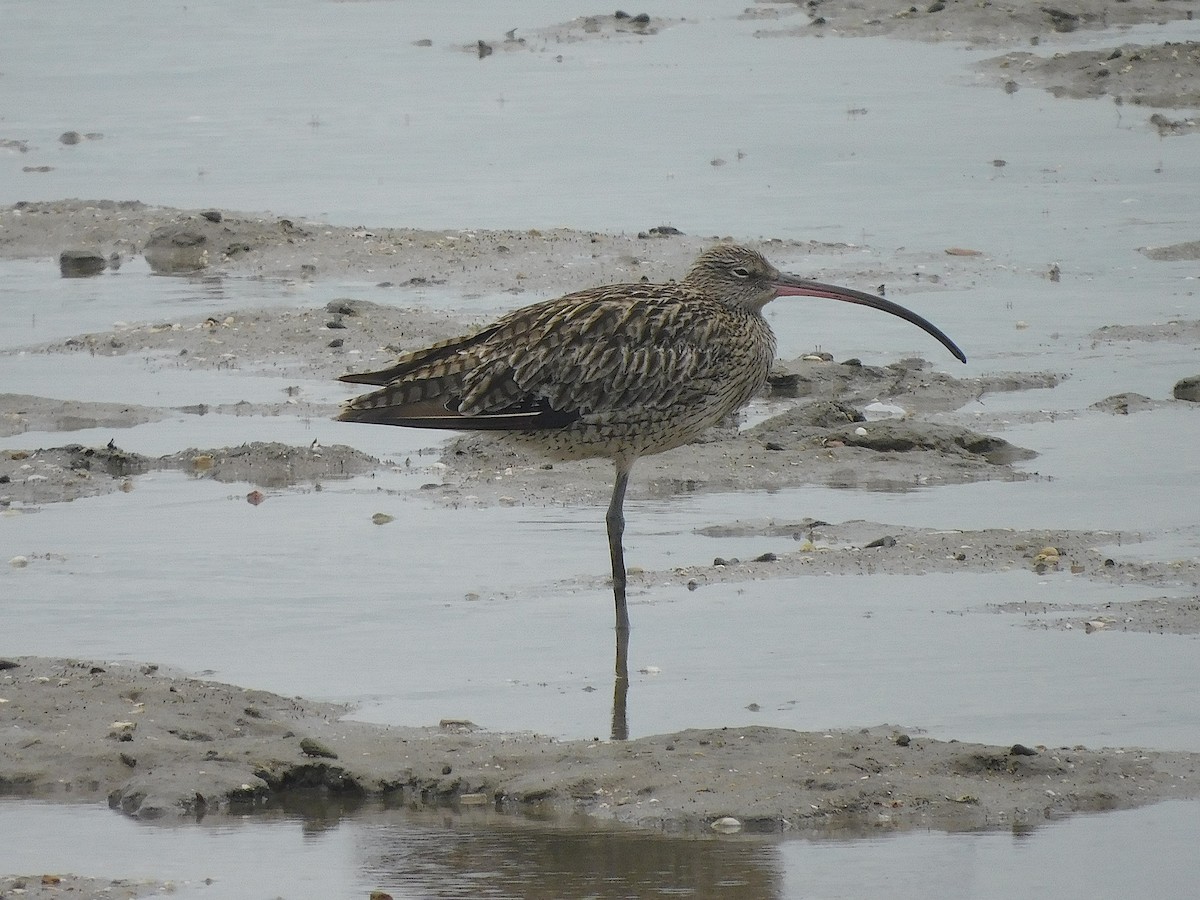 חרמשון מזרח רחוק - ML647169979