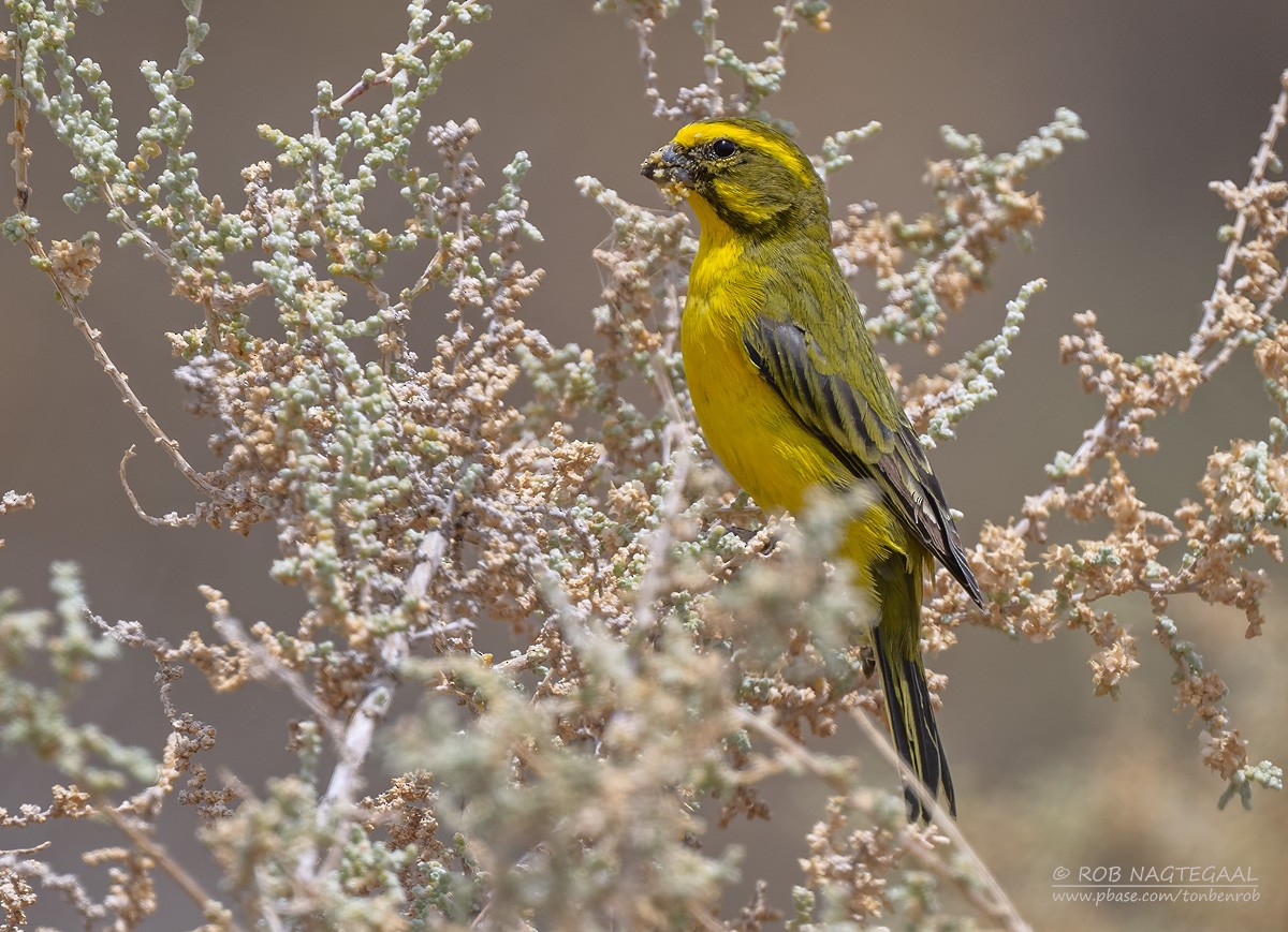 Yellow Canary - ML647169980