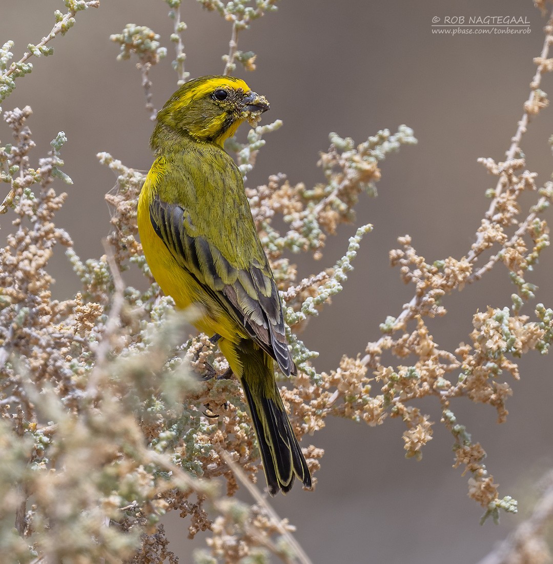 Yellow Canary - ML647169981