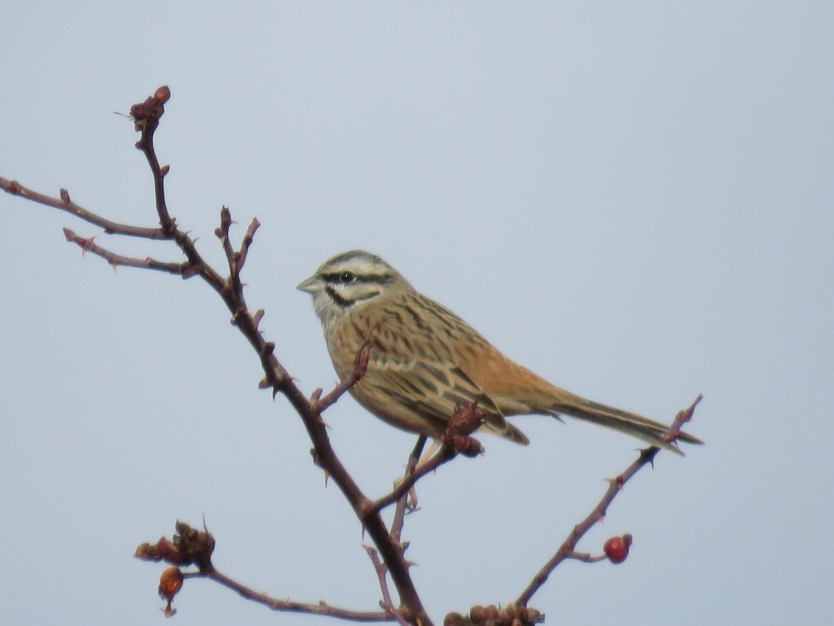 גיבתון סלעים - ML647169983