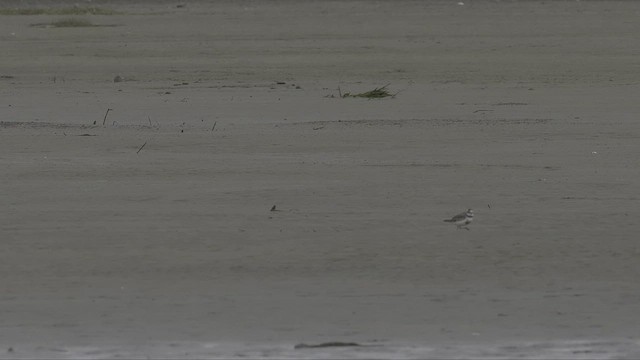Double-banded Plover - ML647169985
