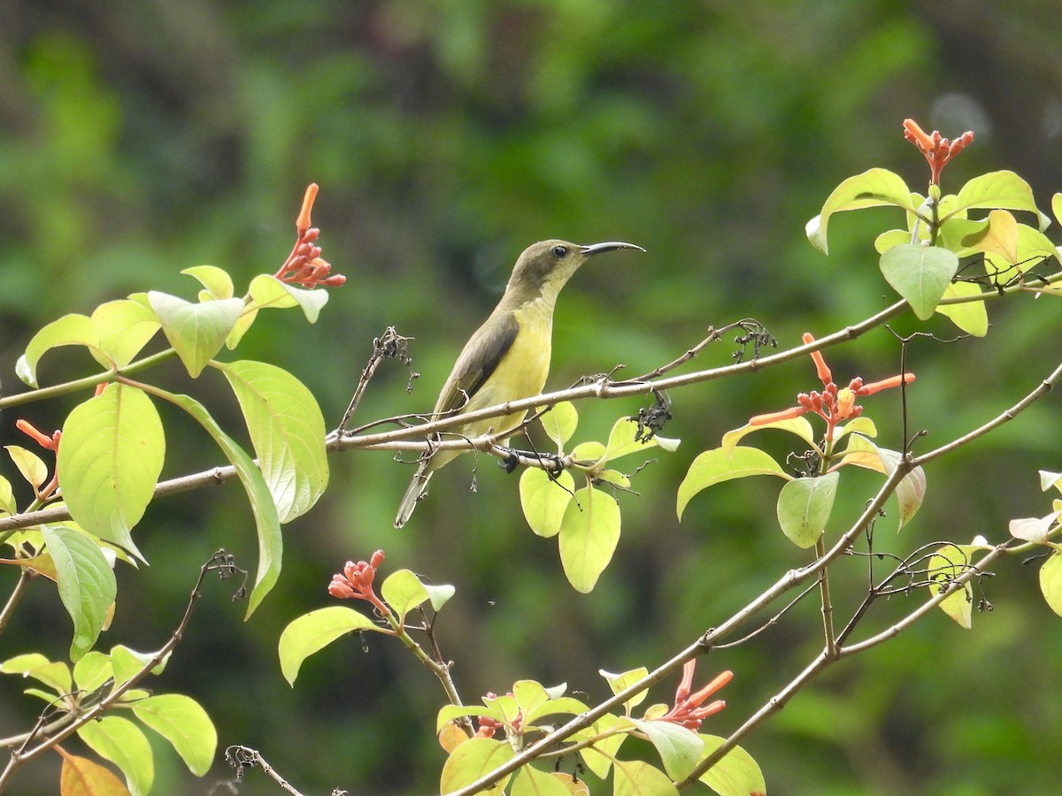 Garden Sunbird - ML647169987