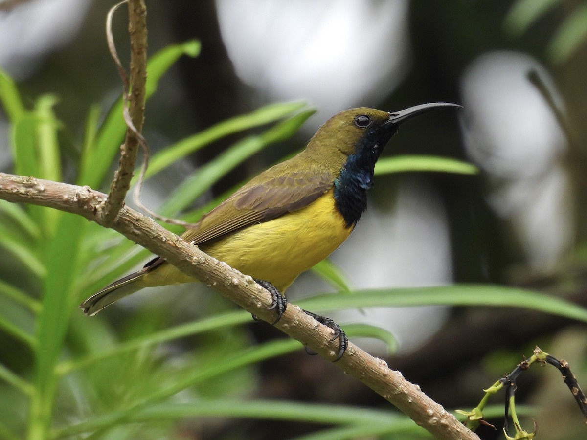 Garden Sunbird - ML647169988