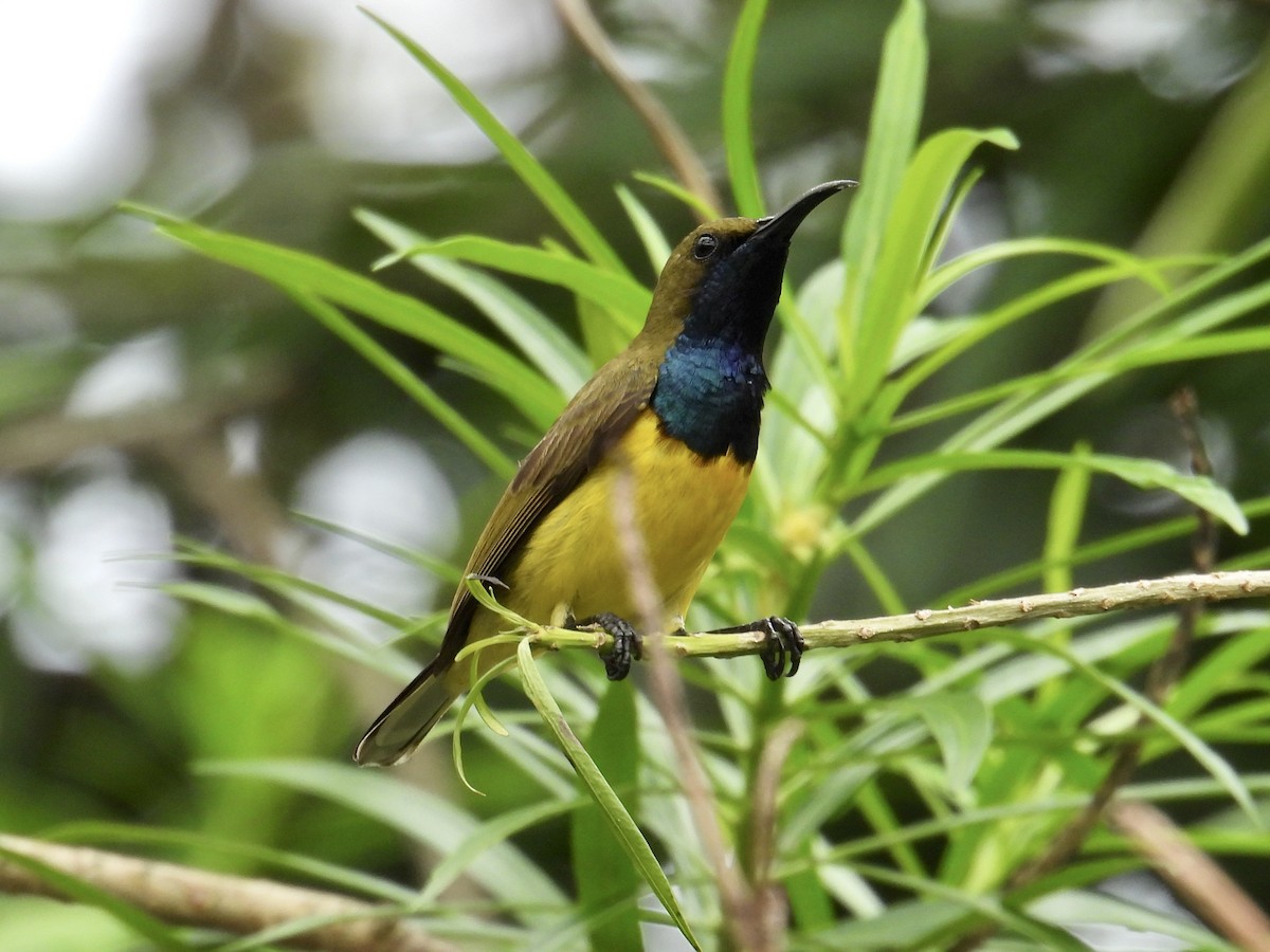 Garden Sunbird - ML647169989
