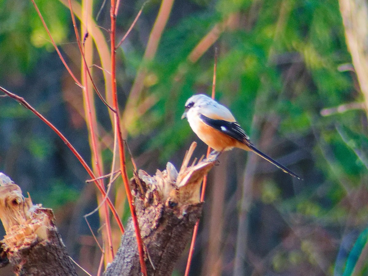 חנקן חלוד-גב - ML647169990