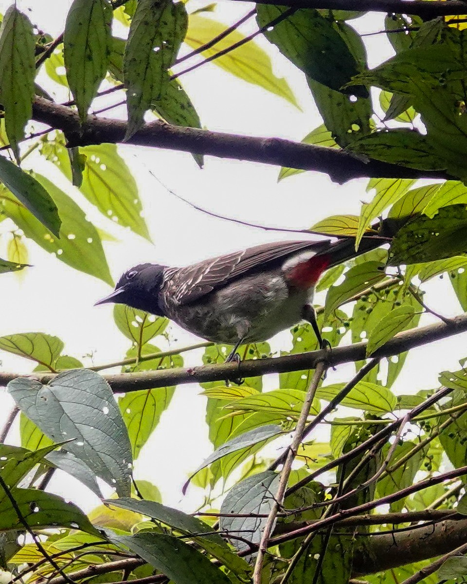 בולבול אדום-שת - ML647169991