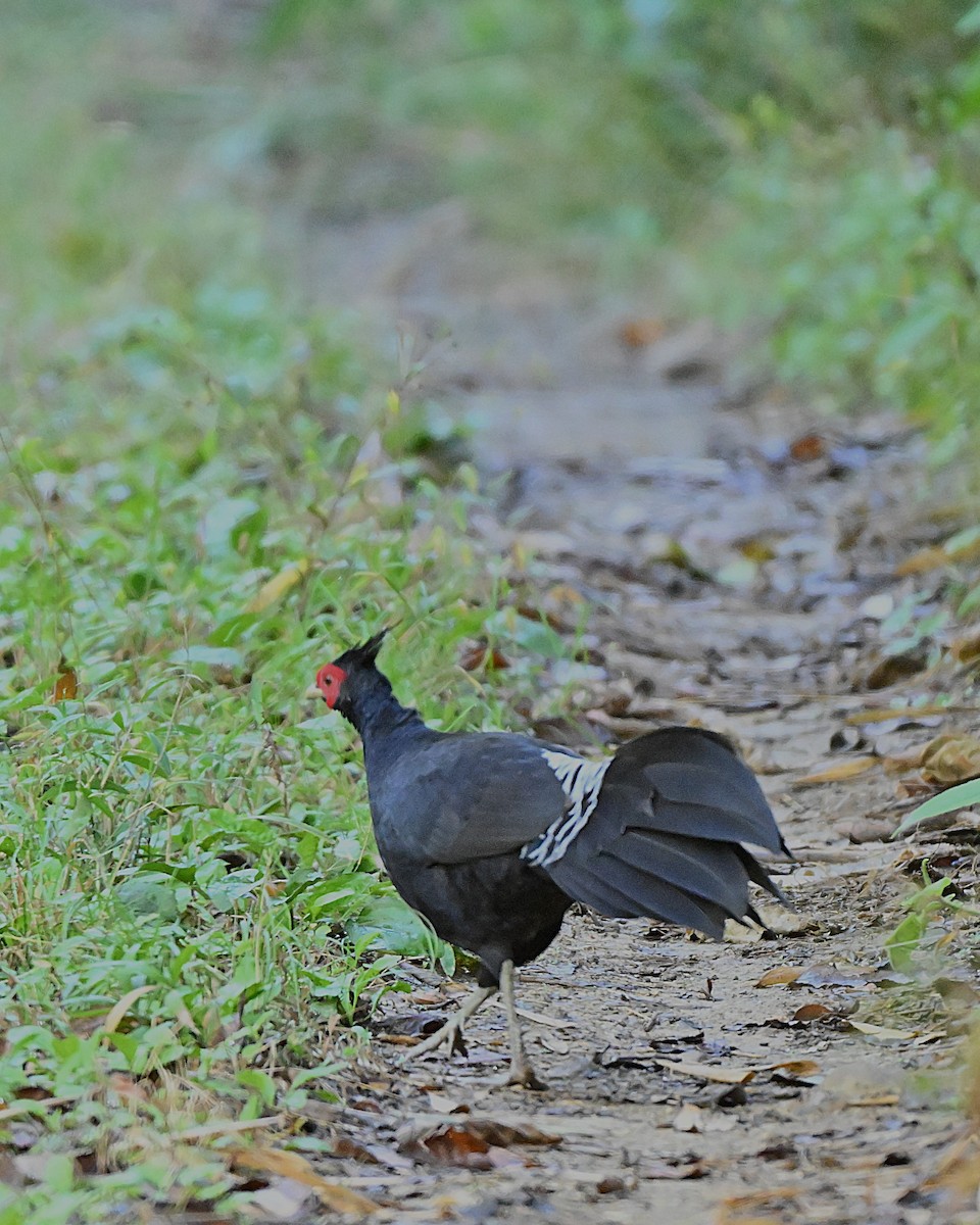 Kalij Pheasant - ML647169992