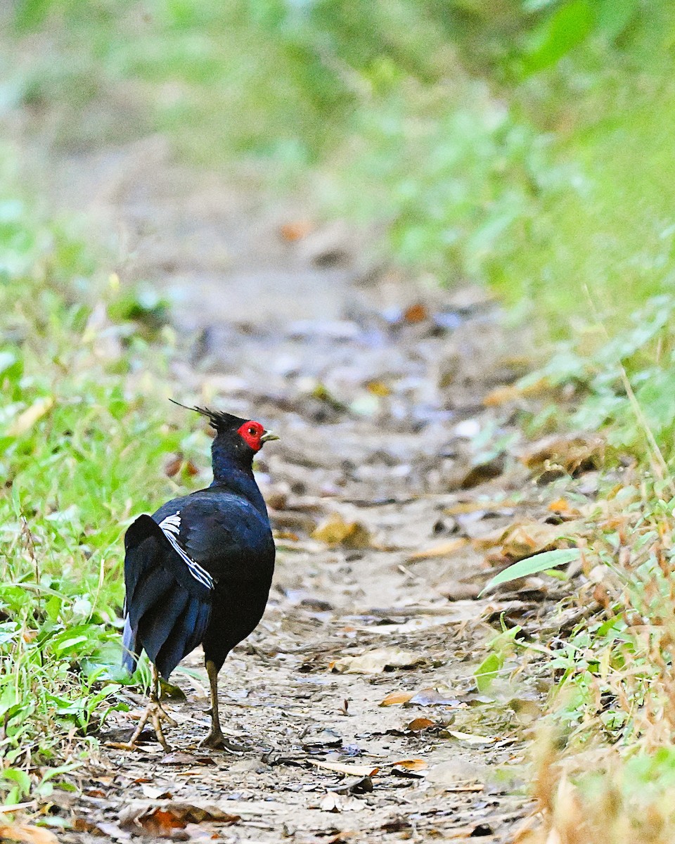 Kalij Pheasant - ML647169993