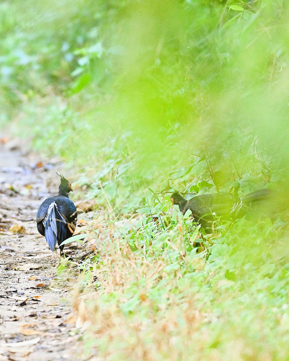 Kalij Pheasant - ML647169994