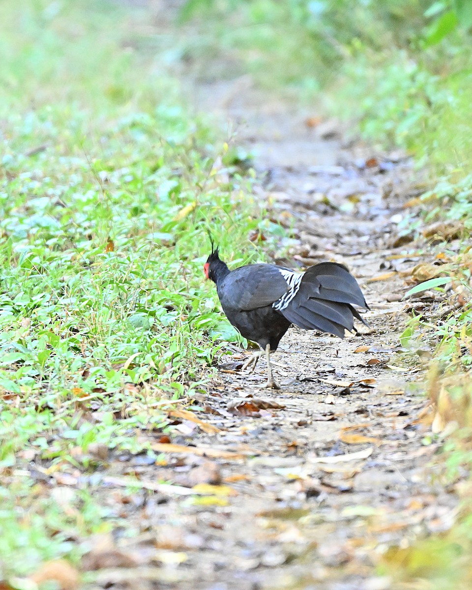 Kalij Pheasant - ML647169995