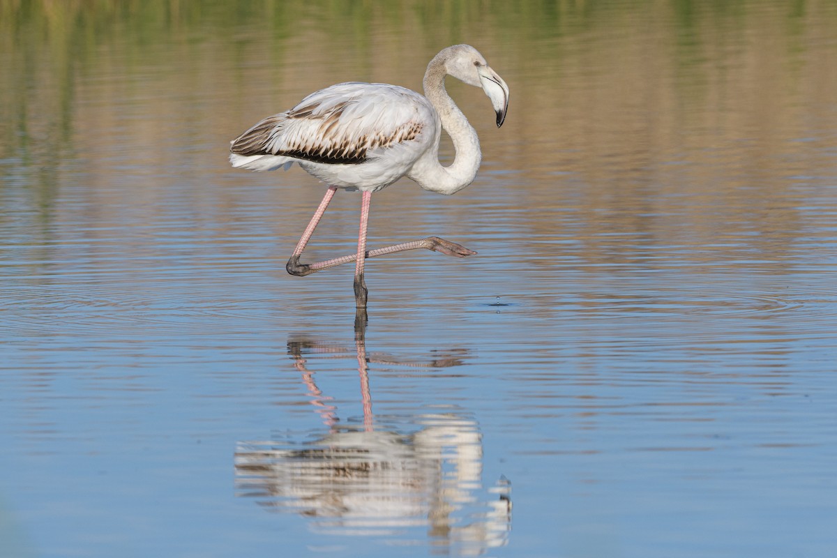 פלמינגו גדול - ML647169996