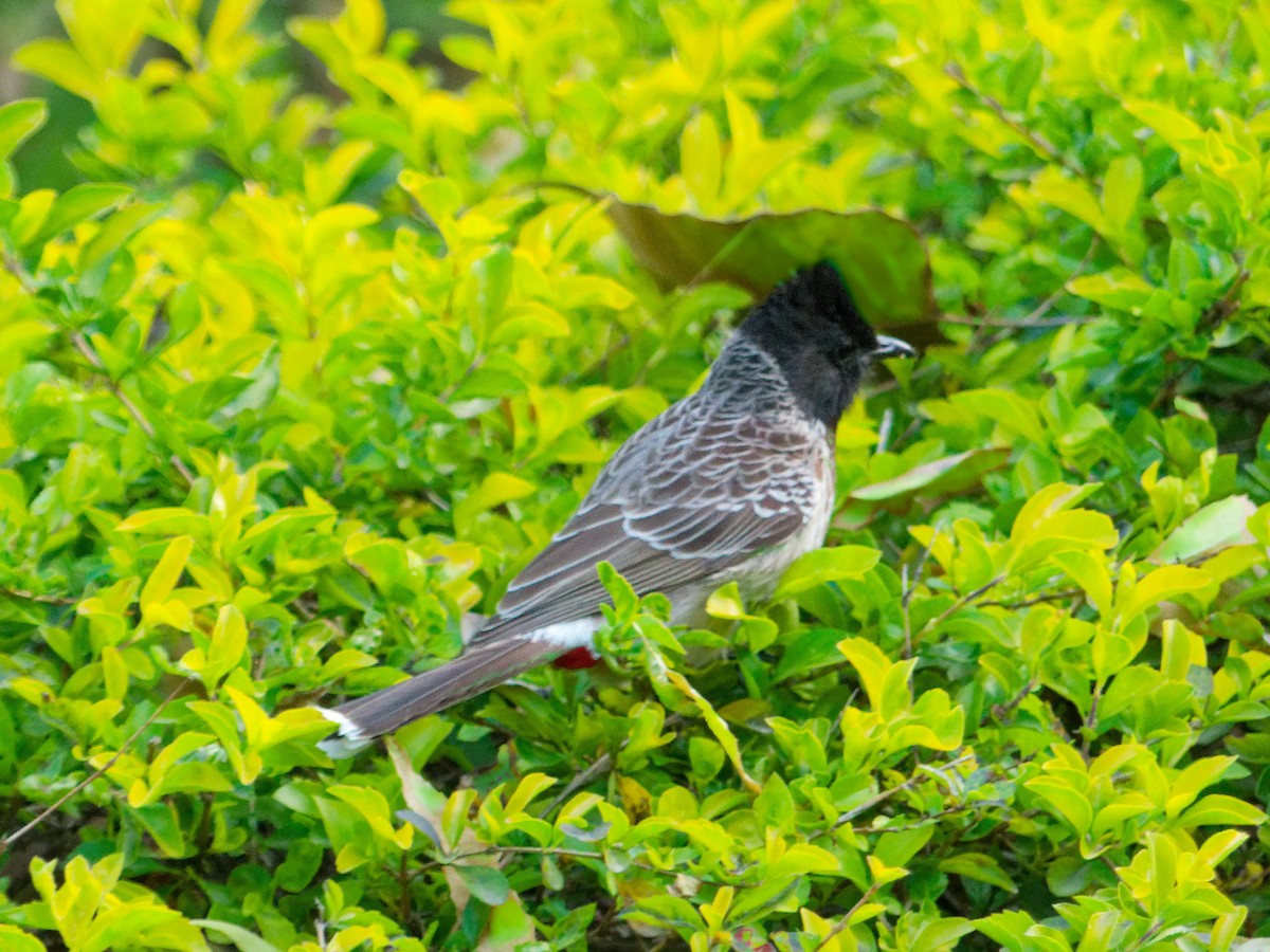 בולבול אדום-שת - ML647169998