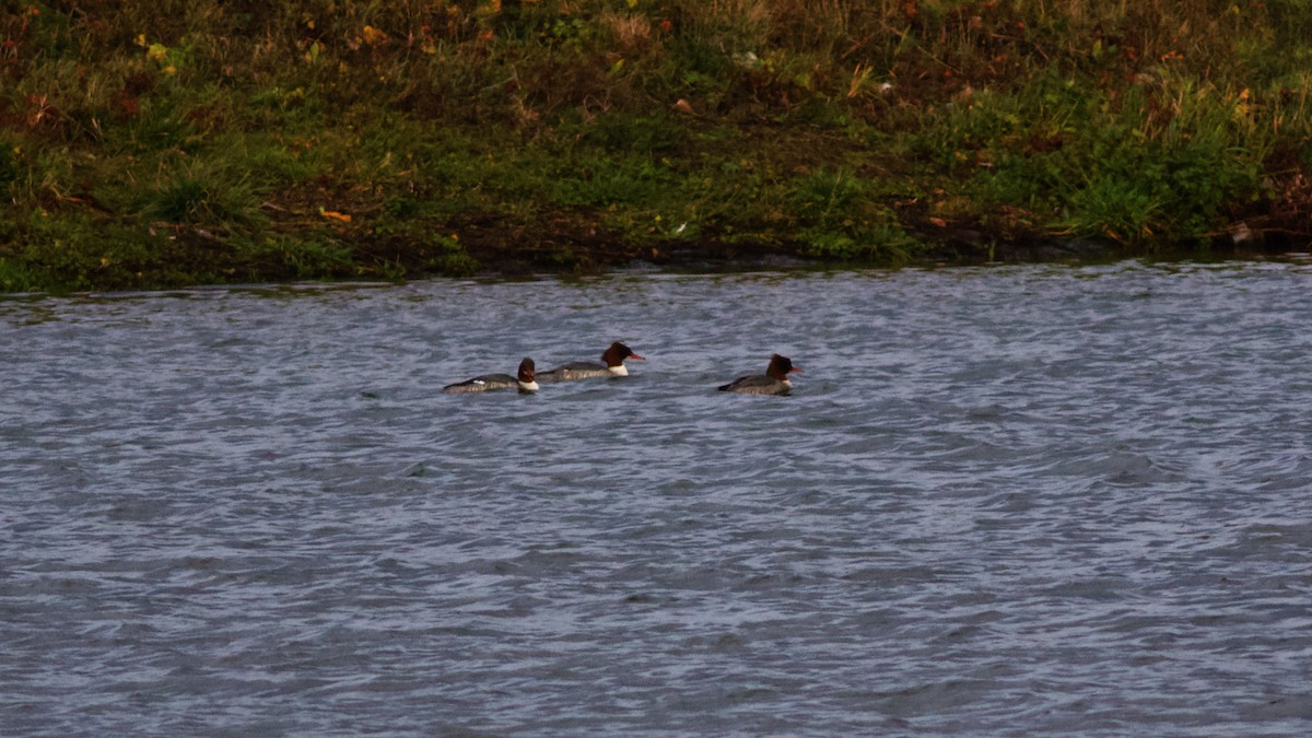 מרגון גדול - ML647170000