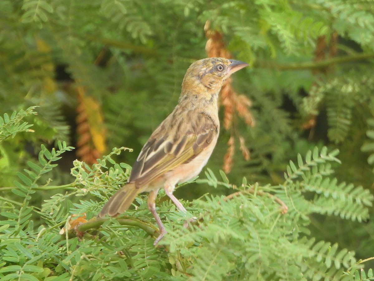 Black-headed Weaver - ML647170001