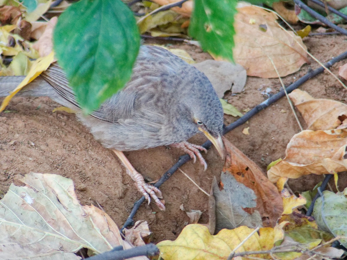 Jungle Babbler - ML647170002