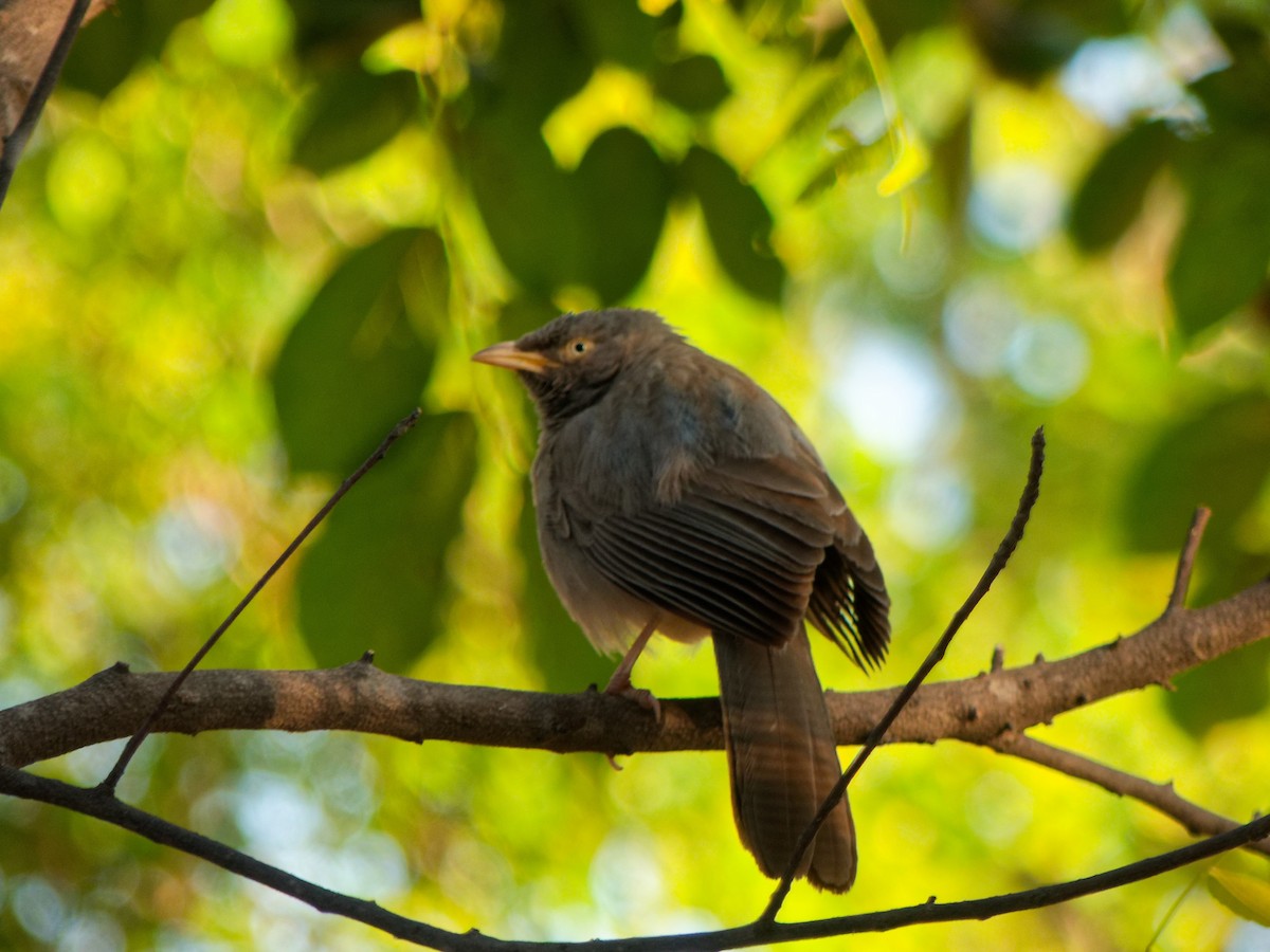 Jungle Babbler - ML647170003