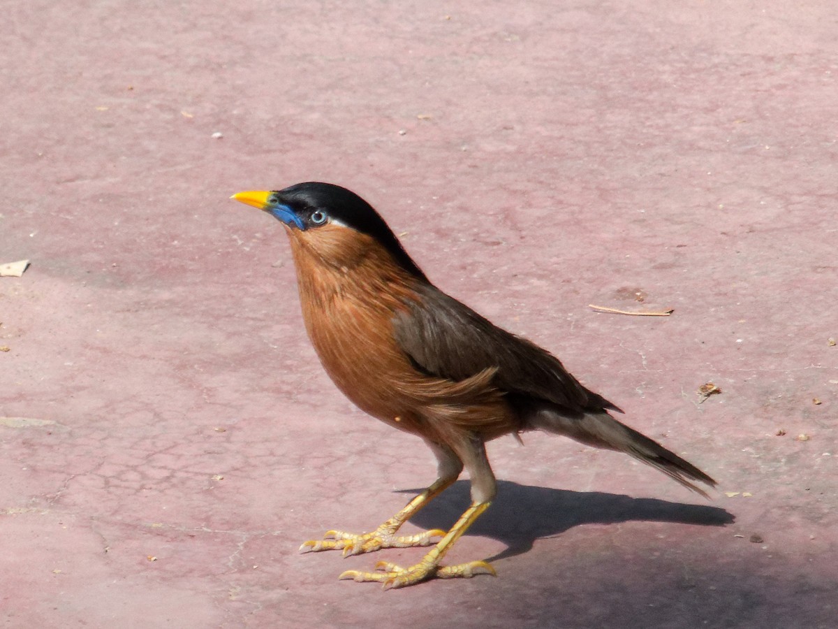 Brahminy Starling - ML647170004