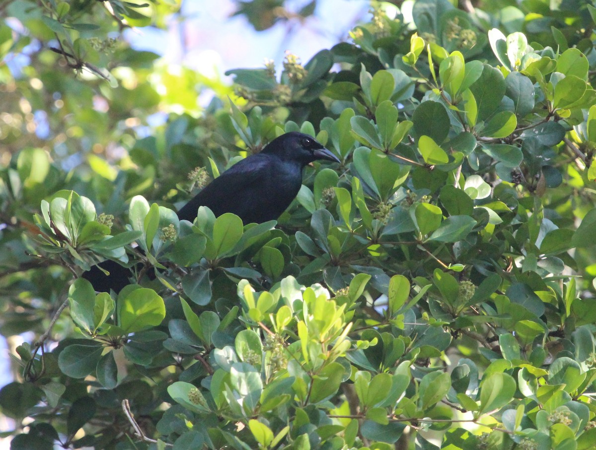 Cuban Blackbird - ML647170005