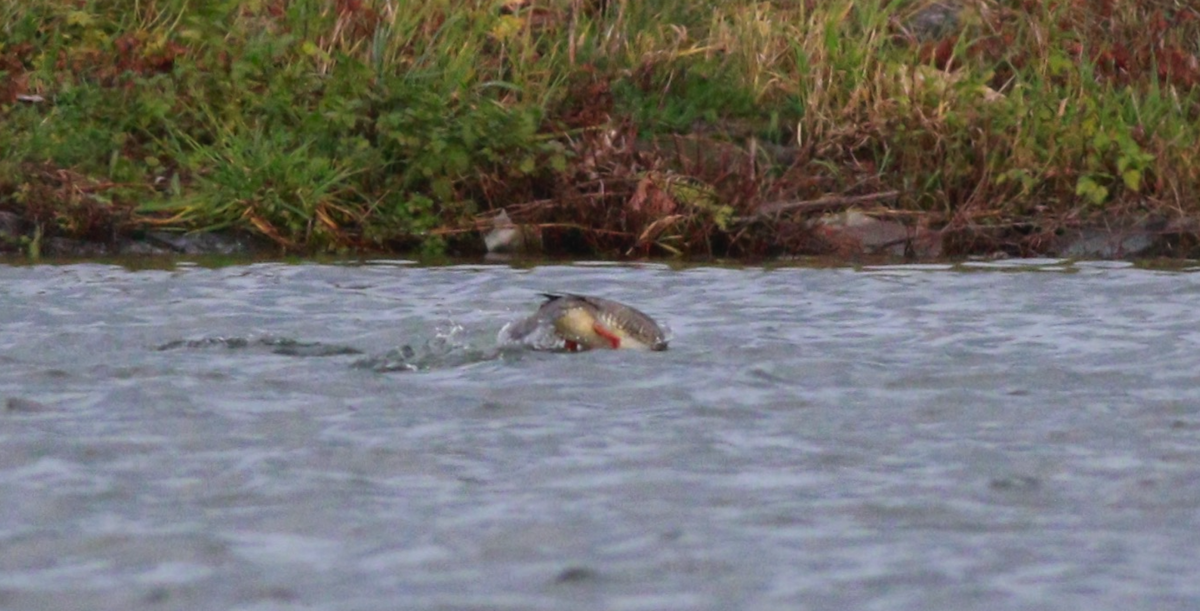 מרגון גדול - ML647170006