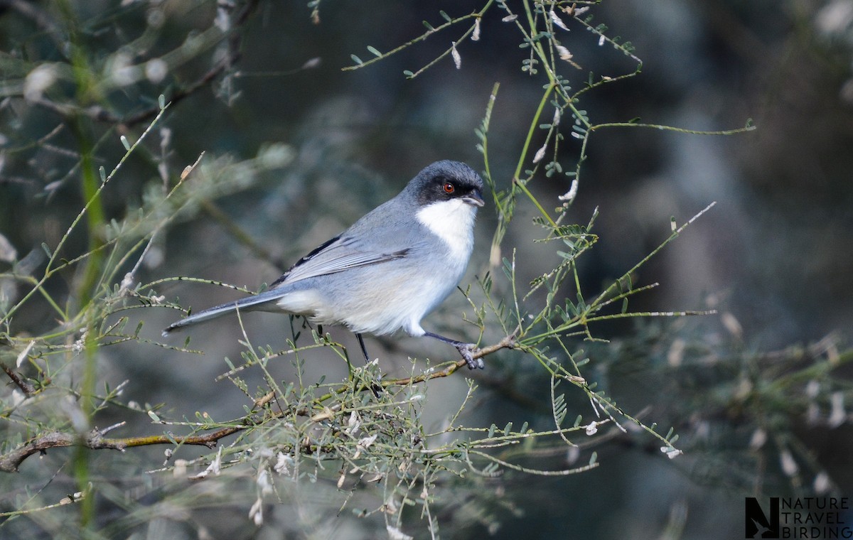 Black-capped Warbling Finch - ML647170007