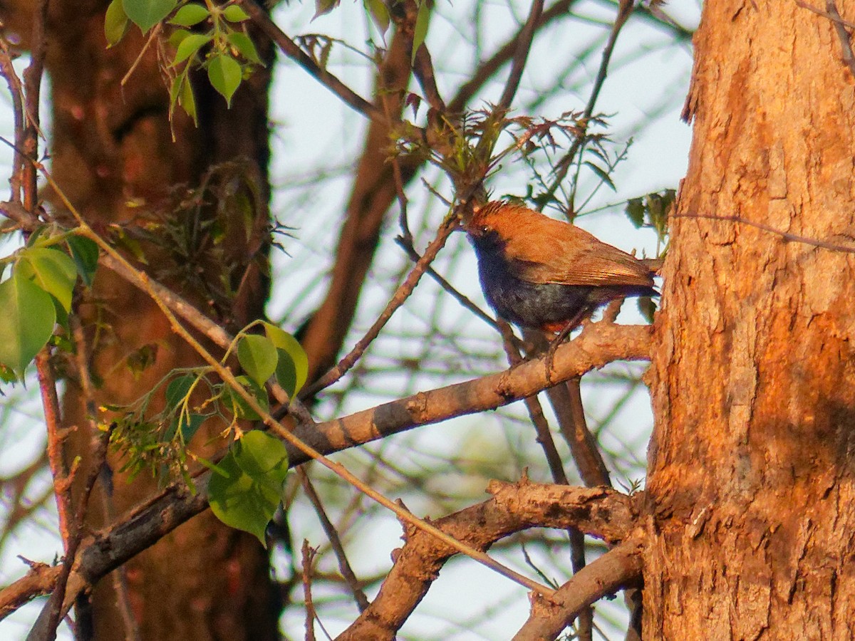 Indian Robin - ML647170008