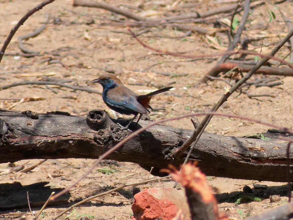 Indian Robin - ML647170009