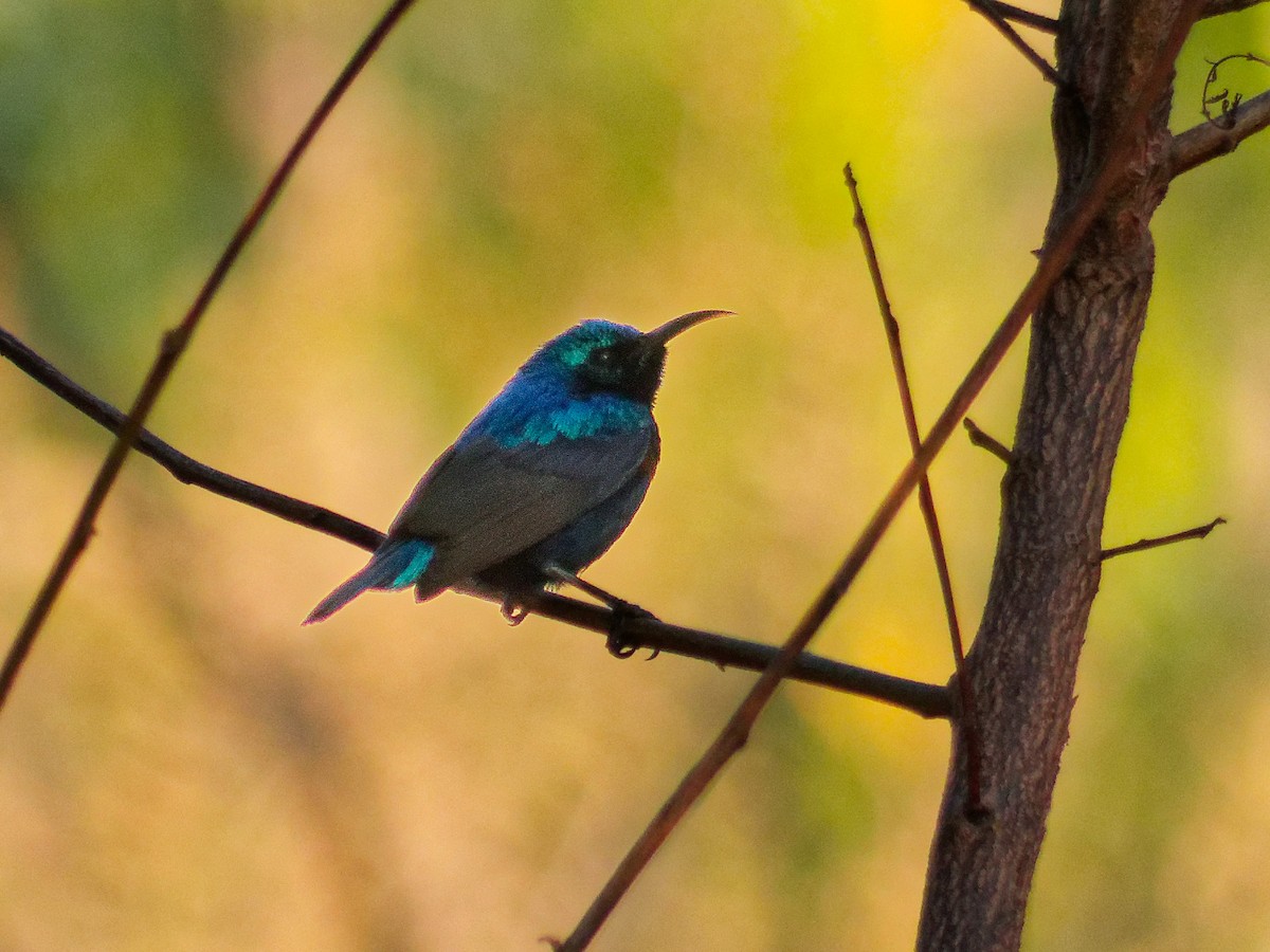צופית סגולה - ML647170010