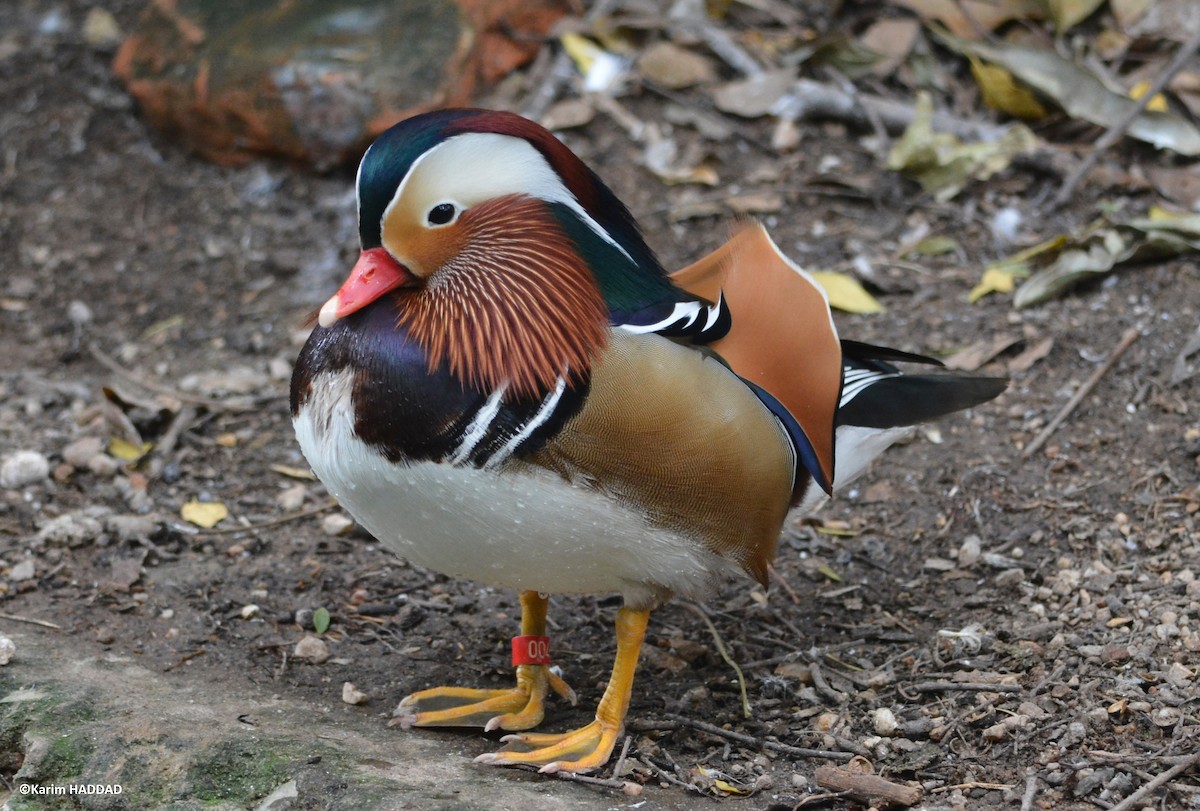 Mandarin Duck - ML647170011