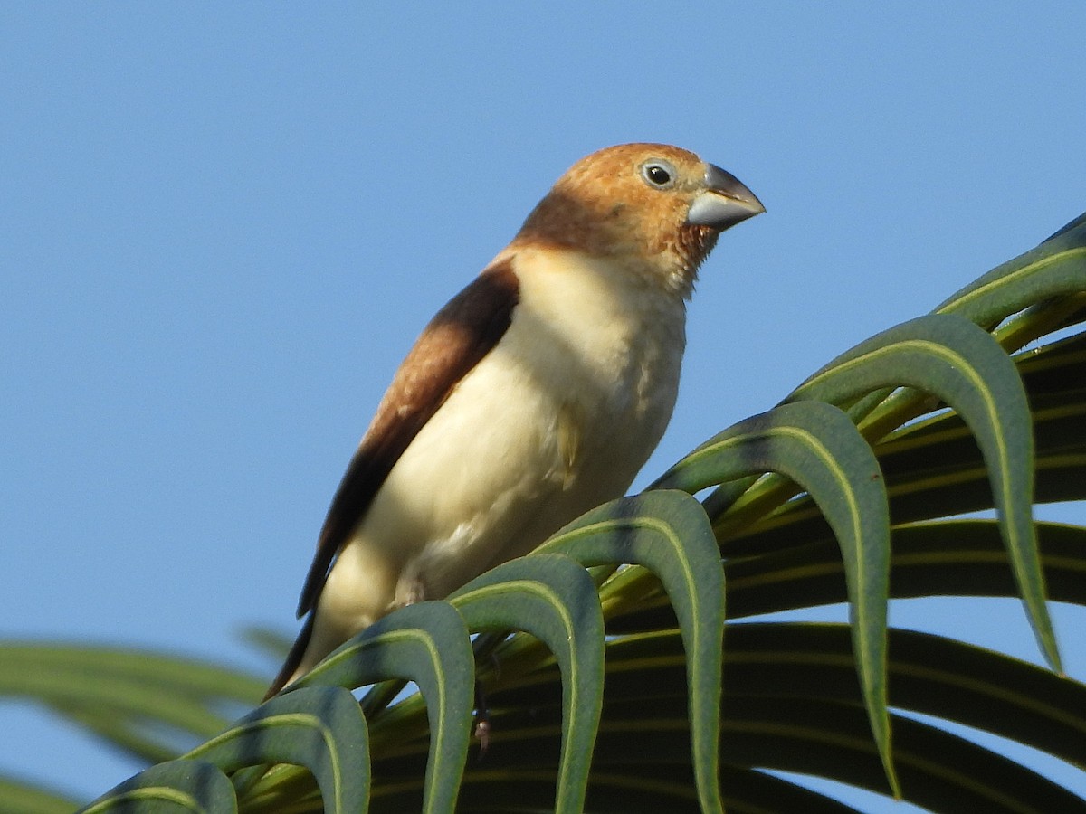 アフリカギンバシ - ML647170012