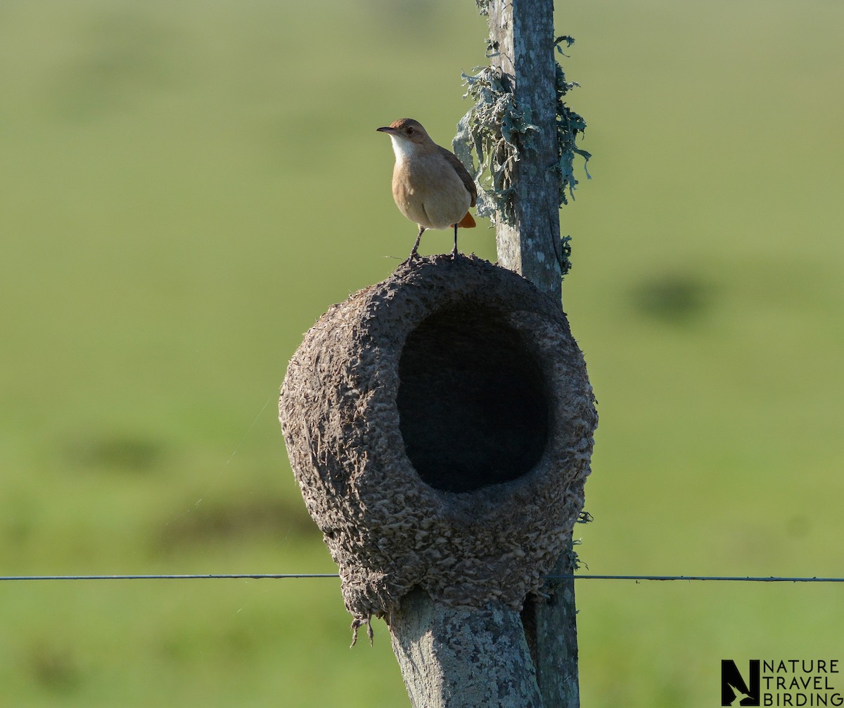 Rufous Hornero - ML647170021