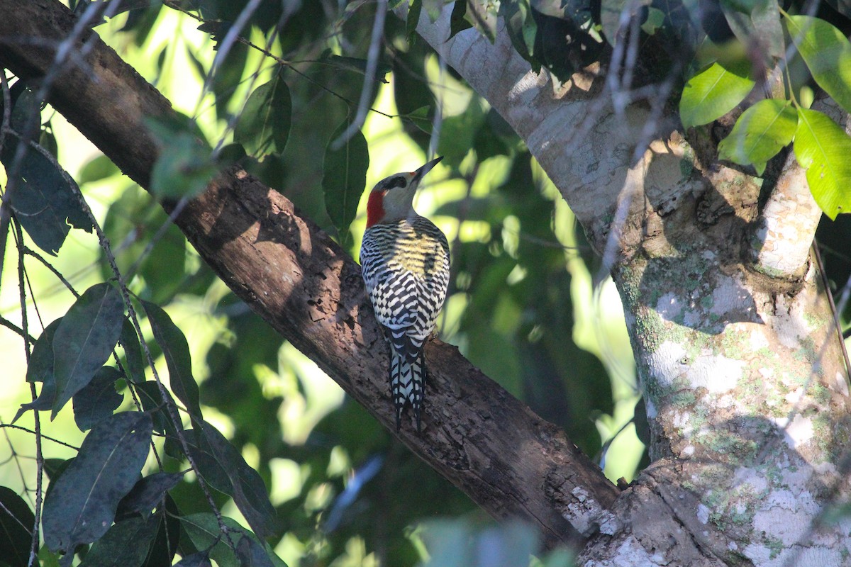 West Indian Woodpecker - ML647170051