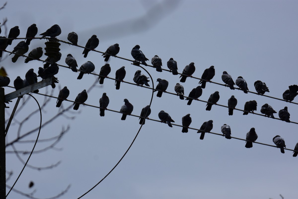 Rock Pigeon (Feral Pigeon) - ML647170052