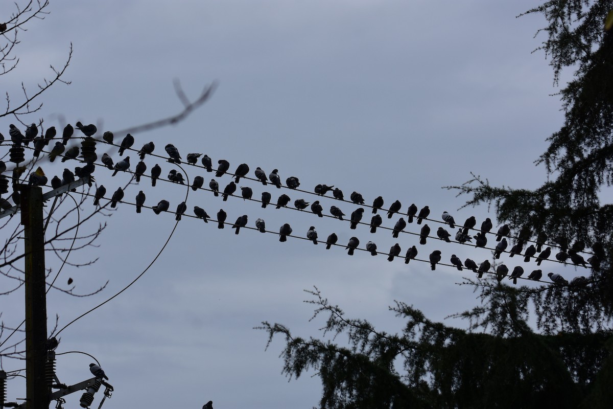 Rock Pigeon (Feral Pigeon) - ML647170053