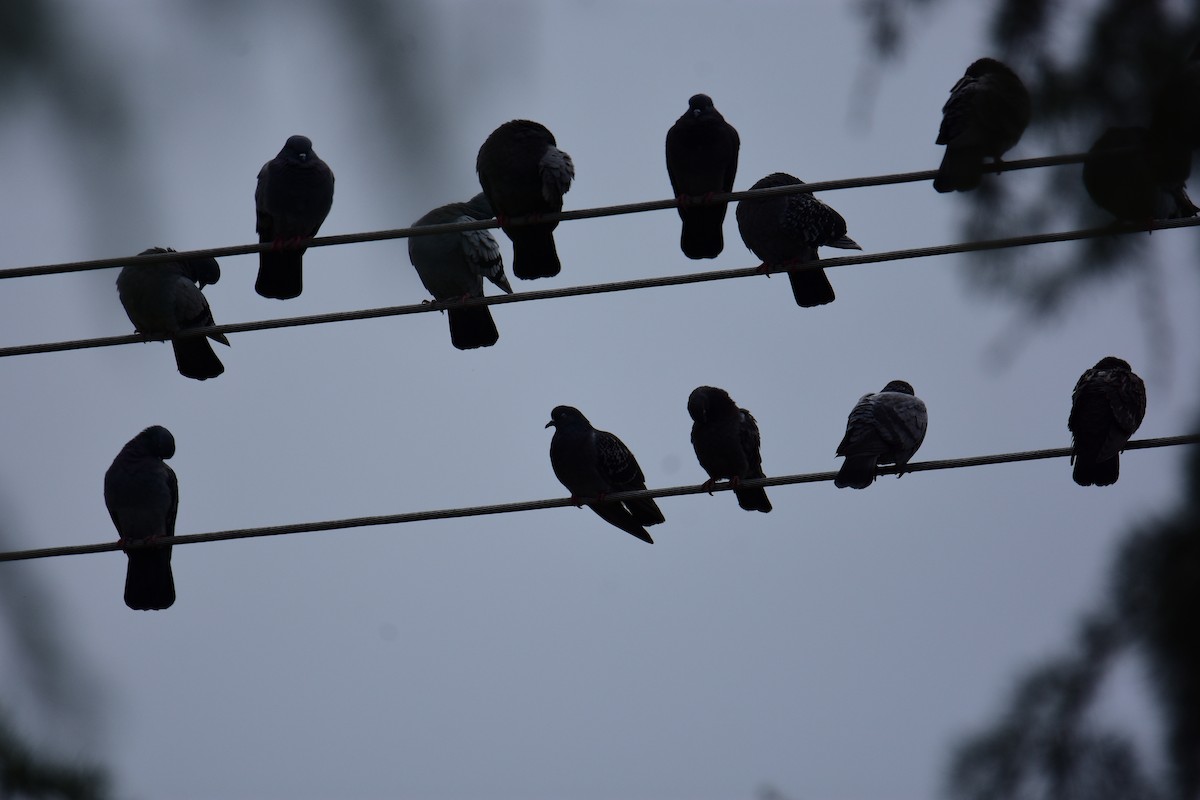 Rock Pigeon (Feral Pigeon) - ML647170054