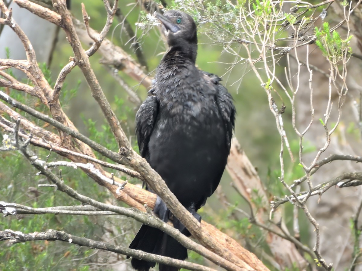 kormorán australský - ML647170063