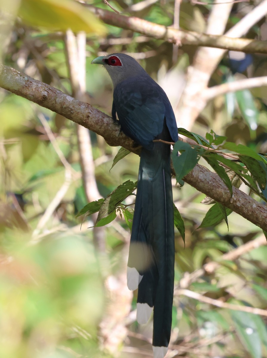 Green-billed Malkoha - ML647170076