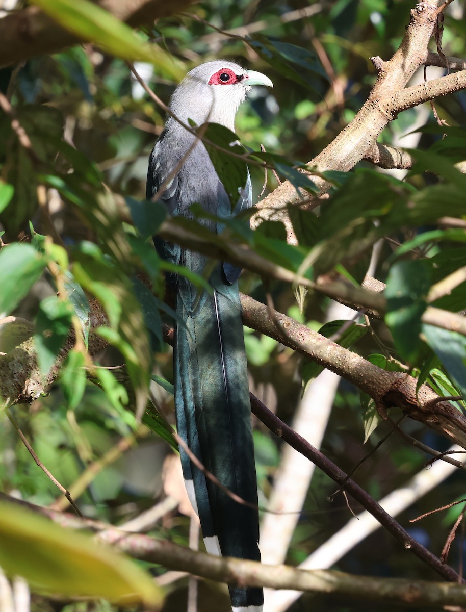Green-billed Malkoha - ML647170077