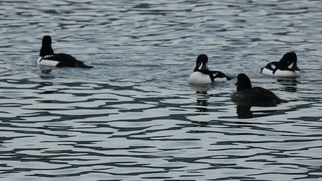 Исландский гоголь - ML647170082